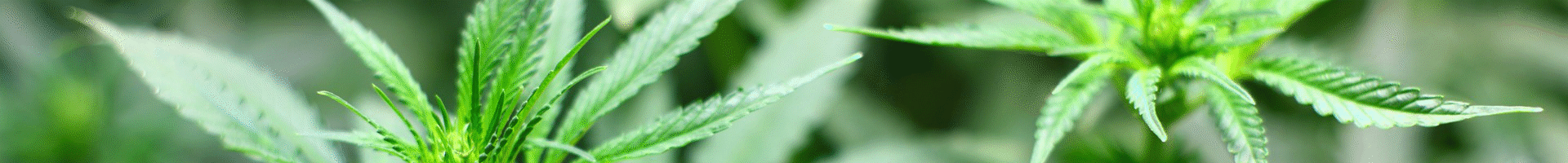 Seedlings